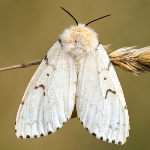 Moth